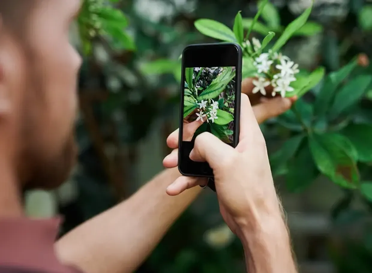 Person taking a photo of flowers with an iPhone to identify a plant and save it in a nature journal